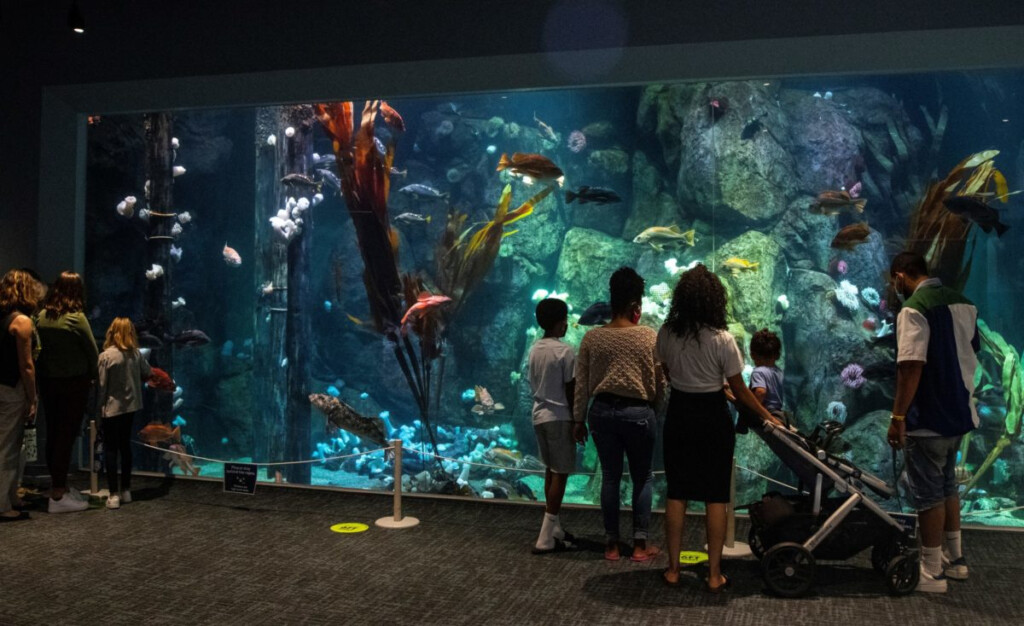 Aquariums Reopening At Point Defiance Zoo In Tacoma Seattle s Child