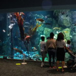 Aquariums Reopening At Point Defiance Zoo In Tacoma Seattle s Child