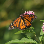 Biodiversity Ecology Sustainability Lafayette College