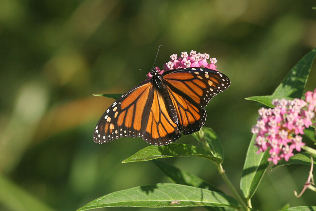 Biodiversity Ecology Sustainability Lafayette College