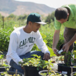 College Of Agriculture Food And Environmental Sciences Cal Poly