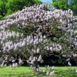 Franklin Marshall Princess Tree Paulownia Tomentosa