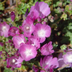 Santa Cruz Island Bush Mallow Santa Cruz Island Reserve