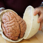 These St Louis Scientists Are Shaking Human Brains To Study Head