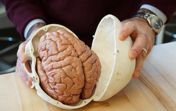 These St Louis Scientists Are Shaking Human Brains To Study Head 