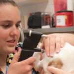 Veterinary Technology Eastern Wyoming College It s A Great Decision