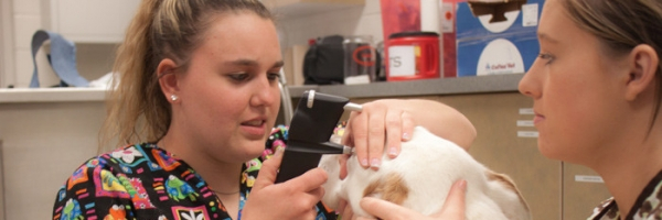 Veterinary Technology Eastern Wyoming College It s A Great Decision 