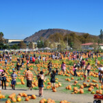 Pumpkin Festival At Cal State Pomona Southern California Daily Photo