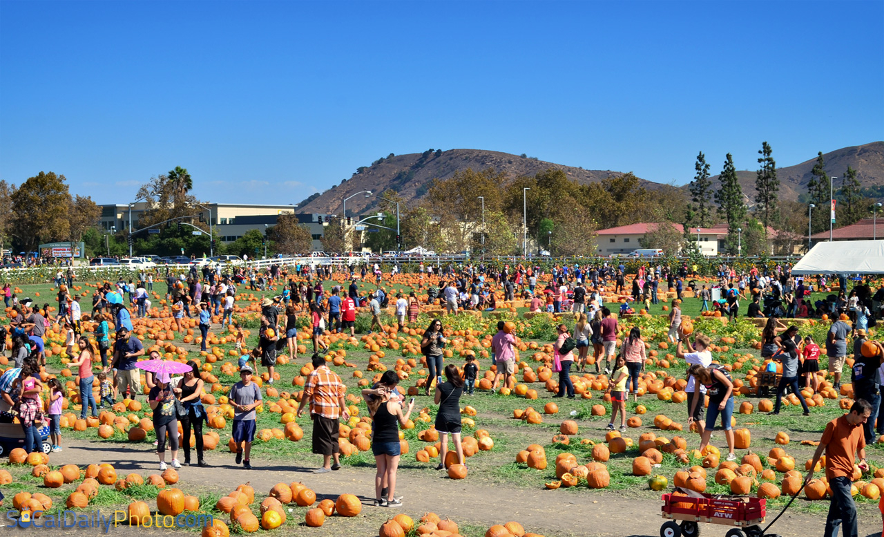 Pumpkin Festival At Cal State Pomona Southern California Daily Photo