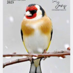 2025 Birds Calendars A4 VERSION Carl Bovis Nature Ph