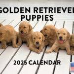 Amazon Golden Retriever Puppy Calendar 2025 Monthly Wall Calender