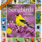 Buy Audubon Songbirds And Other Backyard Birds Picture A Day Wall