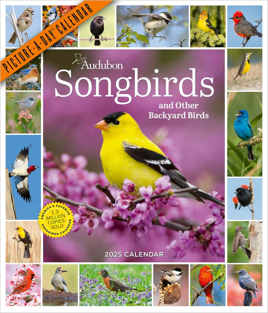 Buy Audubon Songbirds And Other Backyard Birds Picture A Day Wall 