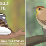 Calendar Of Extremely Accurate Birds Corie Cosette