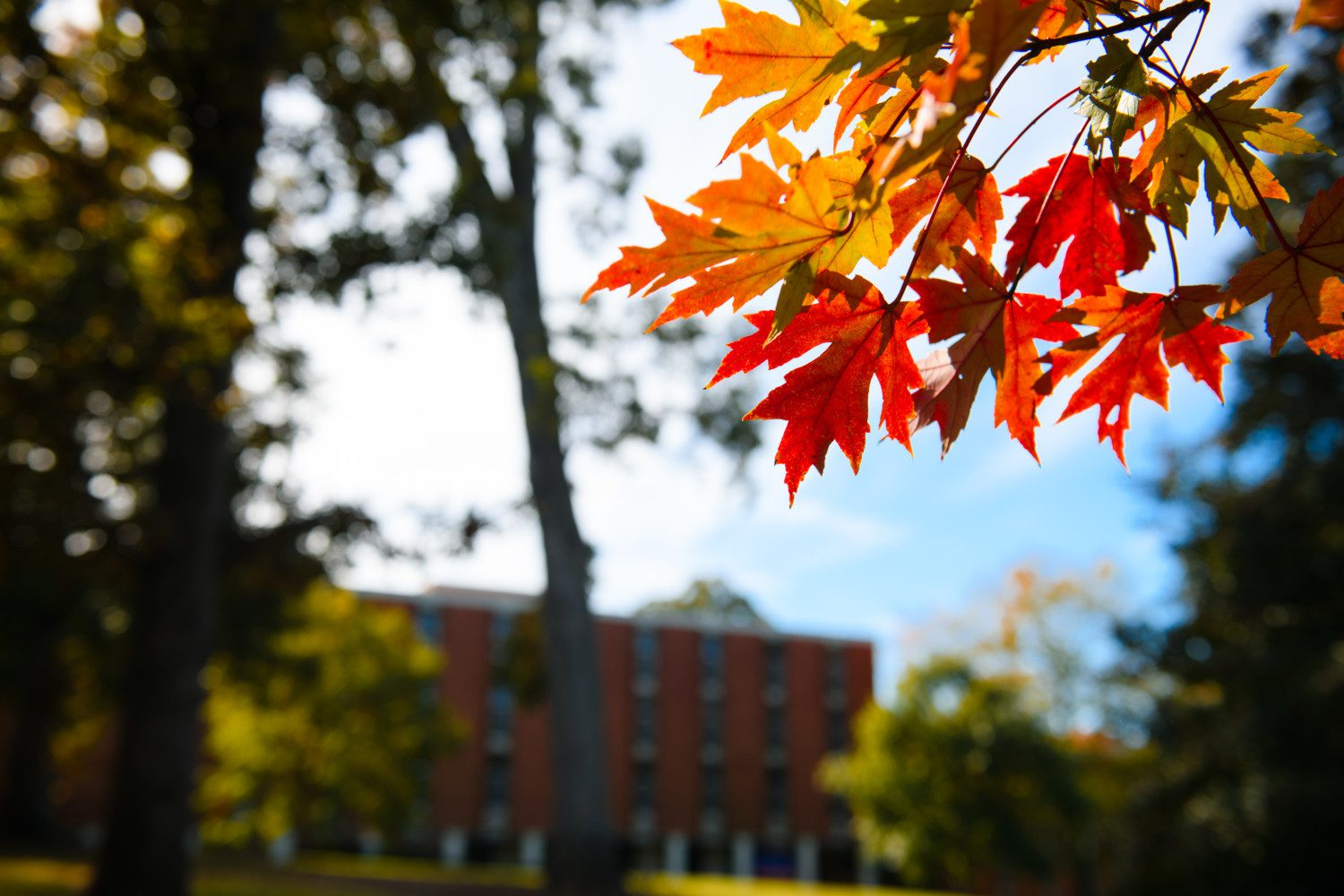 Clemson Calendar Fall 2025 Lois Sianna