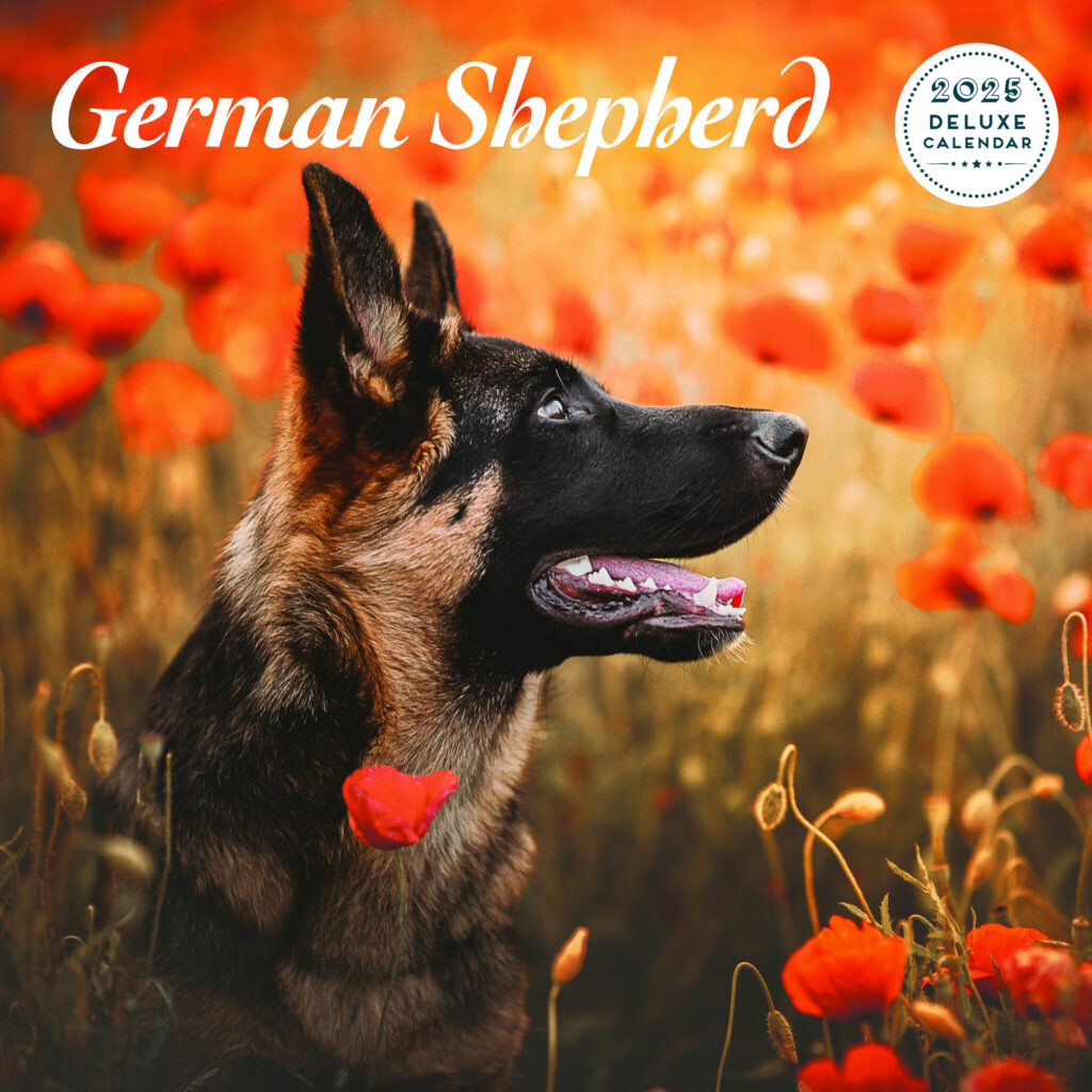 German Shepherd Calendar 2025 Buy Order Easily Online Kalenderwinkel nl