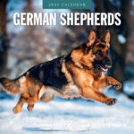 German Shepherd Calendar 2025 Buy Photos Of The German Shepherd