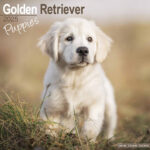 Golden Retriever Puppies Calendar 2025