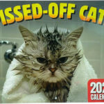 Pissed Off Cats Kalender 2025 Katzenkalender 2025 Lustig Wandkalender