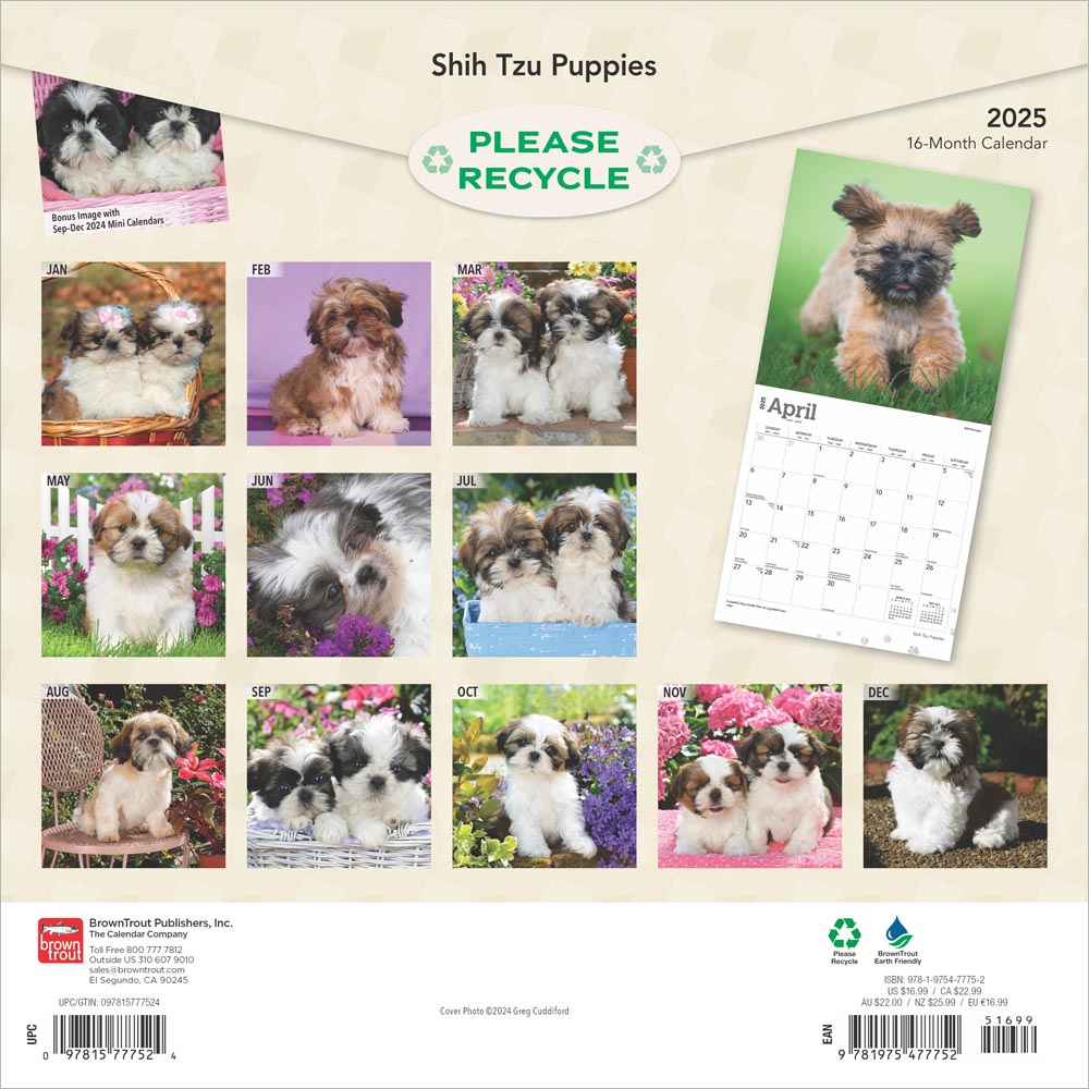 Shih Tzu Puppies 2025 12 X 24 Inch Monthly Square Wall Calendar